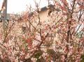 ２月の桜