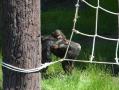 旭山動物園：チンパンジーの森1