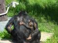 旭山動物園：チンパンジーの森2