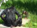 旭山動物園：チンパンジーの森3
