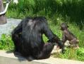 旭山動物園：チンパンジーの森4
