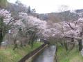 三居沢の桜