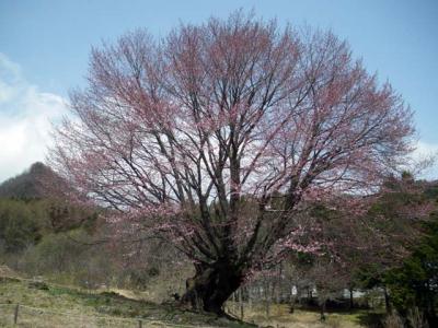 2011･5.4天王桜