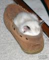 猫の寝床は大きな靴