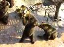 パフォーマンスで餌をねだりまくる動物園の熊達