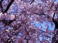我が家の桜－①