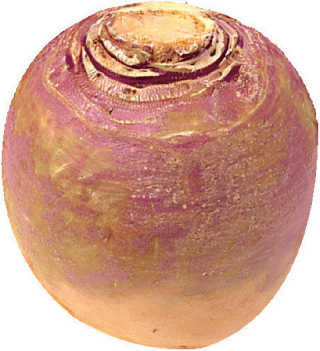 turnip.gif