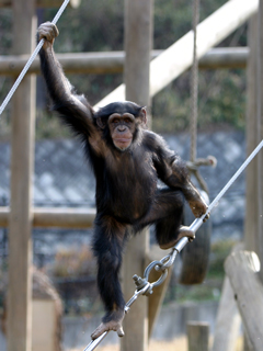 チンパンジー,ちんぱんじー,Chimpanzee