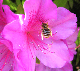 蜂,ハチ,はち,HoneyBee