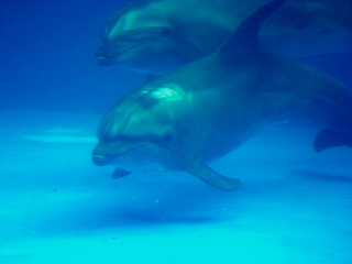 イルカ,いるか,ドルフィン,海豚,Dolphin