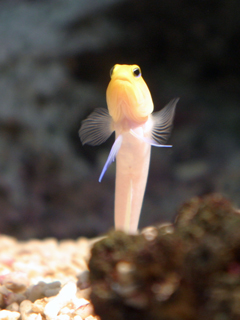 イエローヘッドジョーフィッシュ,Yellowhead jawfish