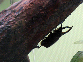 ヘラクレスオオカブト,Hercules beetle