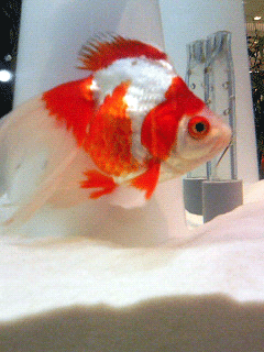 金魚,ｷﾝｷﾞｮ,Goldfish