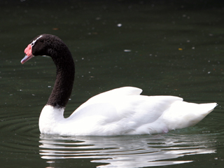 黒襟白鳥,くろえりはくちょう,クロエリハクチョウ,Black-necked Swan