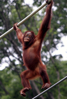 オランウータン,おらんうーたん,Orangutan