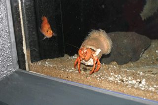 やどかり,ヤドカリ,宿借,寄居虫,Hermit Crab