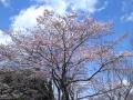 嵐山の一番桜