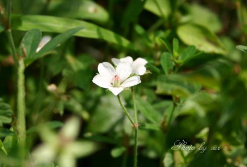 白い草花