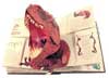 恐竜絵本Encyclopedia Prehistorica Dinosaurs