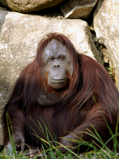 オランウータン,おらんうーたん,Orangutan