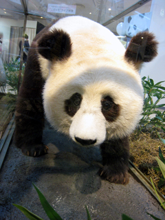 パンダ,ぱんだ,大熊猫,ジャイアントパンダ,シロクログマ,Giant Panda